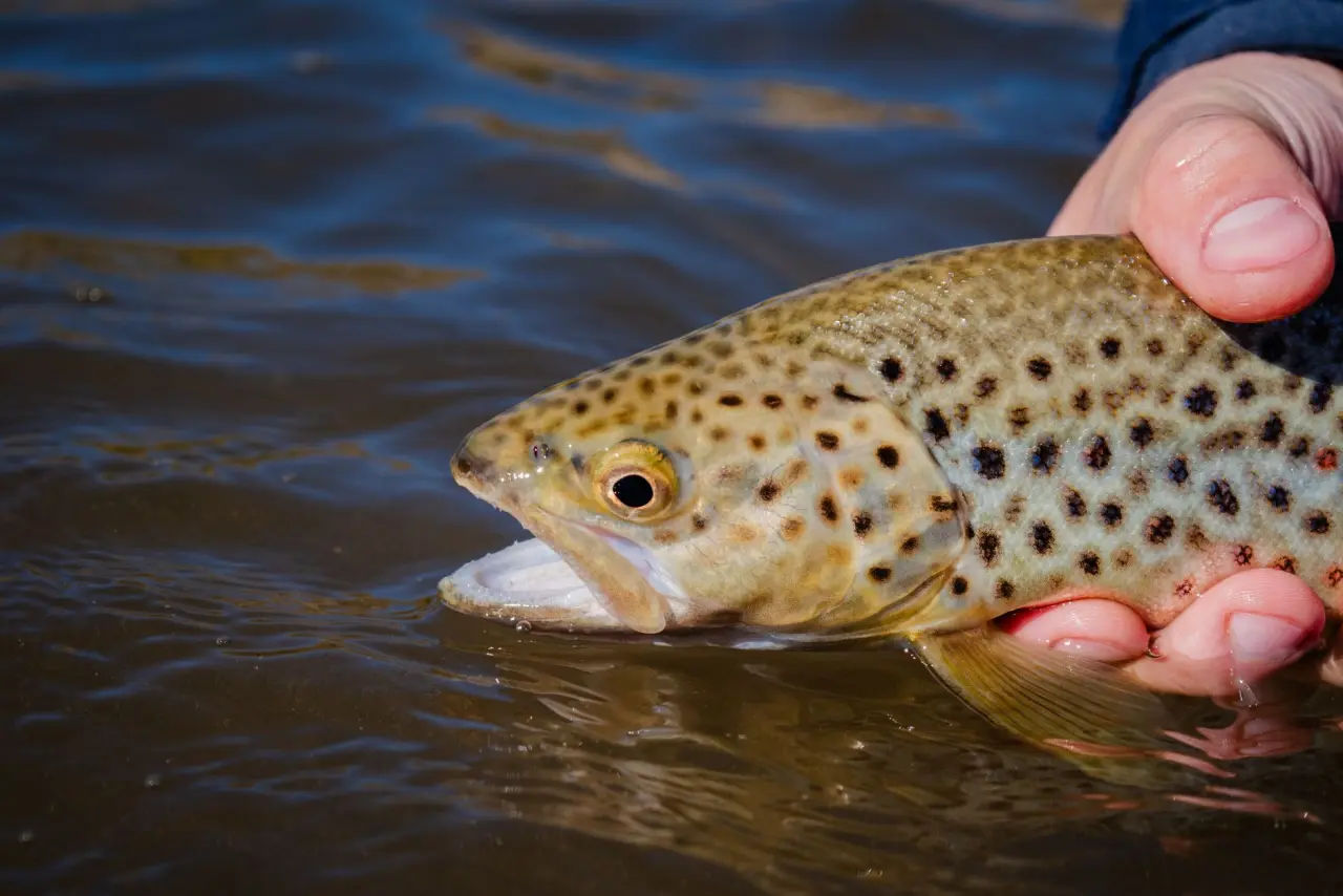 La truite brune au Québec : identification, habitat et pêche